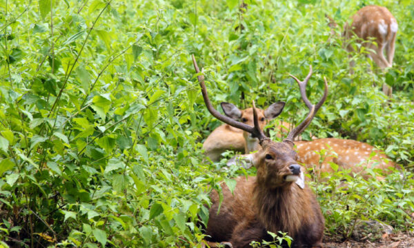 Deers in Cat Ba National Park.