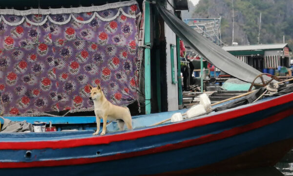 Dog in Cai Beo Village.