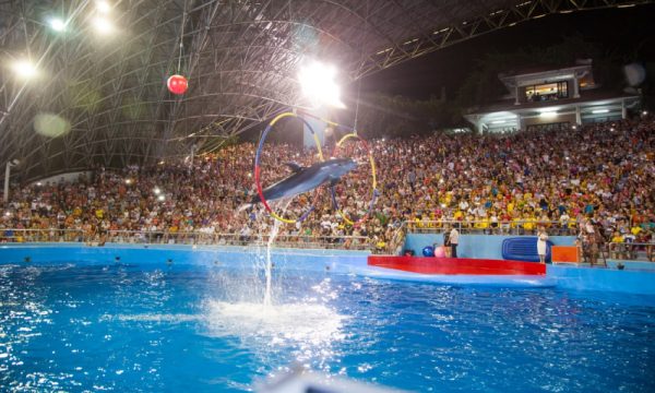 Dolphin show in Tuan Chau Park.