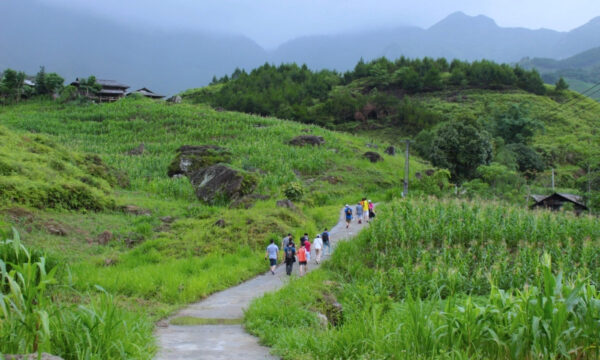 Tourists trekking among Du Gia rice fields.