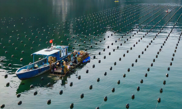 Farming boat in Tung Sau Pearl Farm.