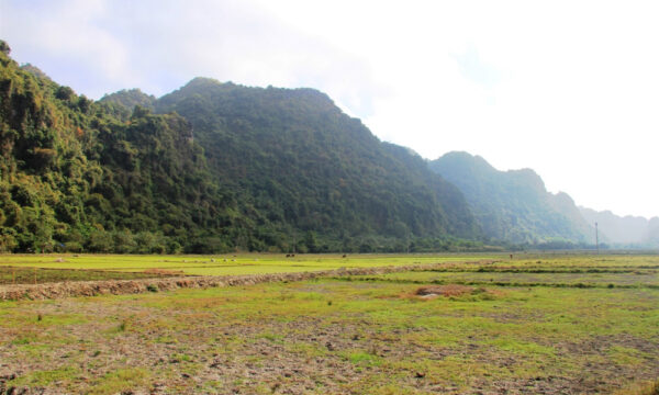 A rice field in Viet Hai Village.