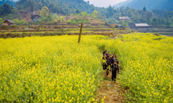 Flower field in Cat Cat Village.
