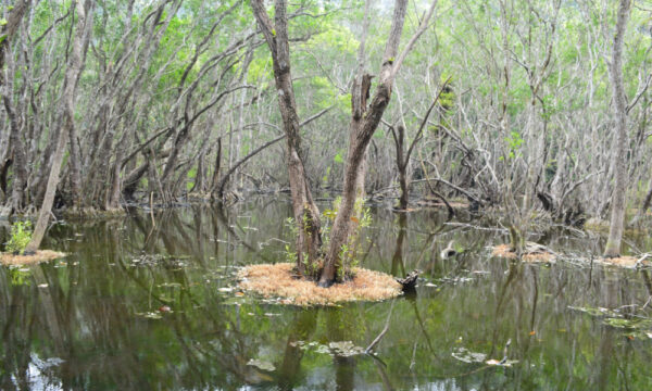 Pond in Cat Ba National Park with many frogs.