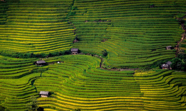 Rice fields in Giang Ta Chai from above.