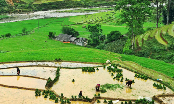 Giang Ta Chai terraced fields in water season.
