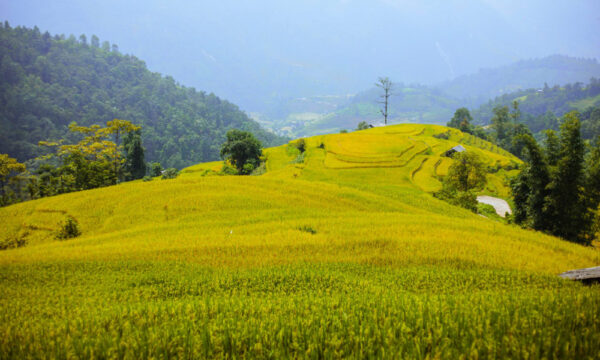 Golden rice fields in Nam Cang Village.