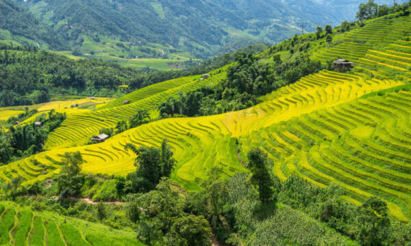 Golden rice fields in Nam Cang Village.
