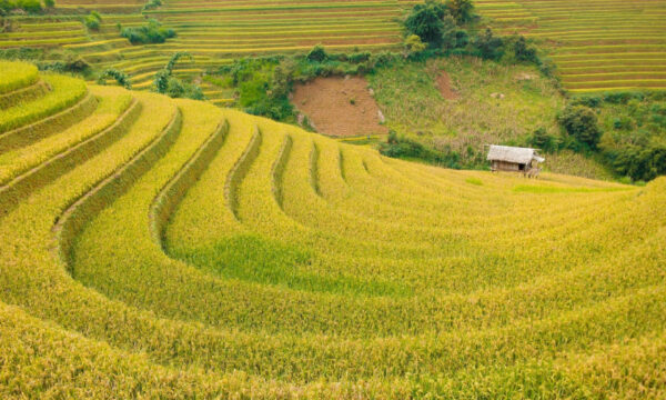 Golden rice terraces in Ta Phin Village.