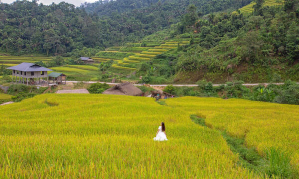 Terraced fields in Khuoi My Village.