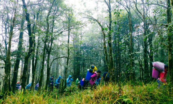Guests trekking in Hoang Lien National Park forest.