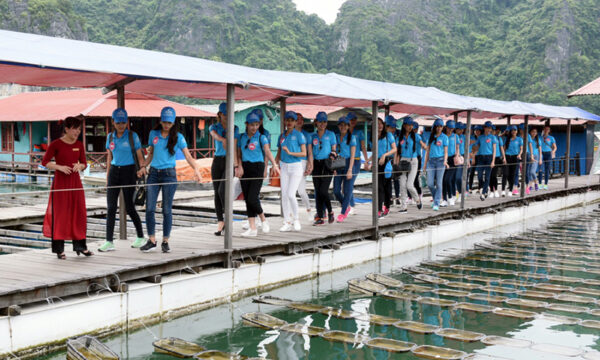 A company visiting Tung Sau Pearl Farm.