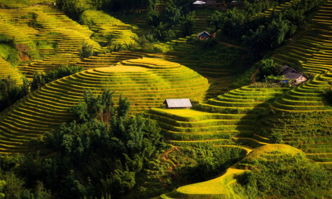 Golden terraced fields in Giang Ta Chai Village.