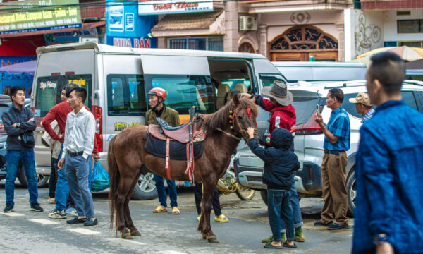 Animals for sale in Bac Ha Market.