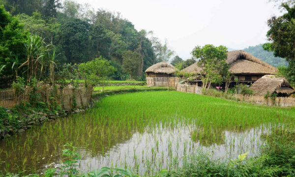 Rice field in Tha Village.