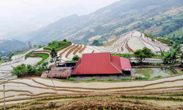 Terraced fields in Khuoi My Village during water season.