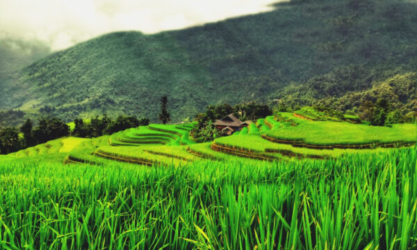 Terraced fields in Khuoi My Village .