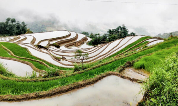 Terraced fields in Khuoi My Village during water season.