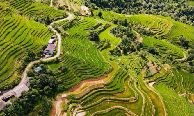 Terraced fields in Khuoi My Village.