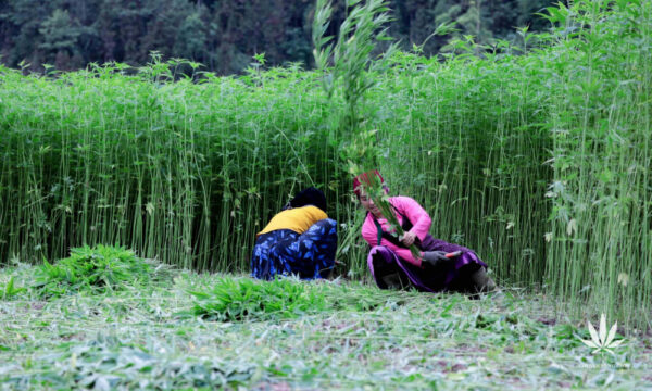 Dong Van locals farming.