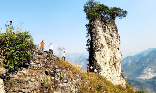 Ancient tree in Yen Minh.