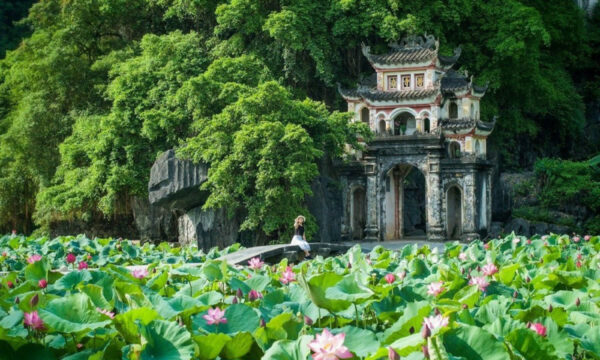 Lotus pond in front of Bich Dong pagoda in full bloom.