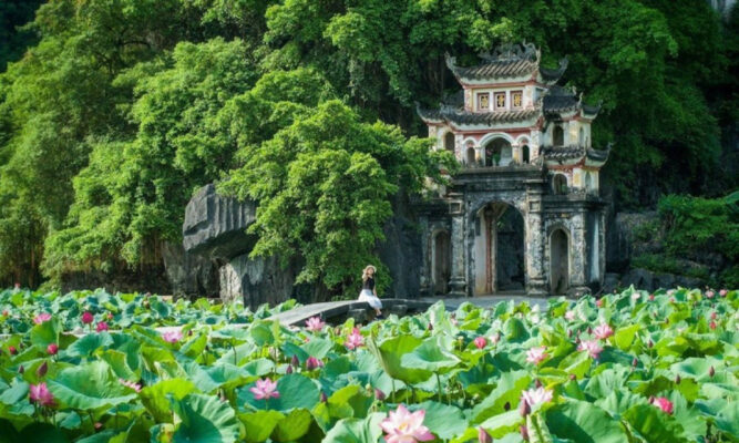 Lotus pond in front of Bich Dong pagoda in full bloom.