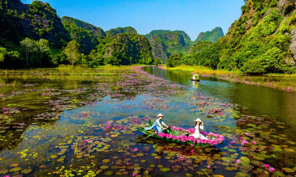 Lotus pond in Tam Coc - Bich Dong Tourist Area.