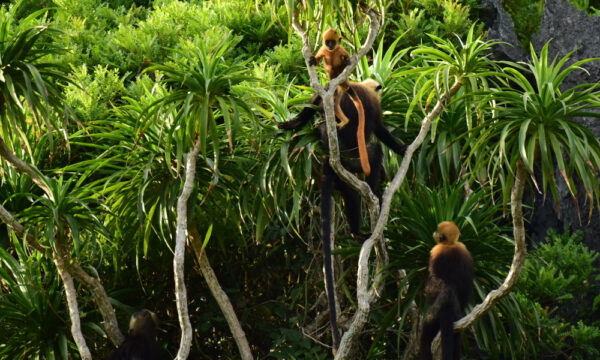 Monkeys in Cat Ba National Park.