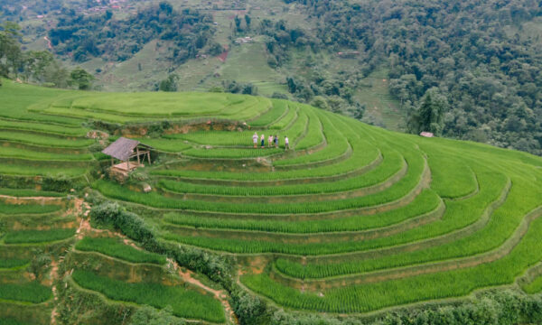 Green rice terraces in Nam Cang Village, Sapa.