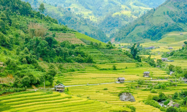 Golden rice fields in Nam Cang Village.