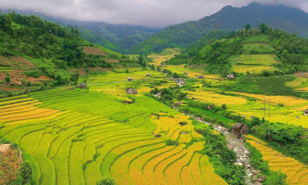 Golden rice fields in Nam Cang Village.