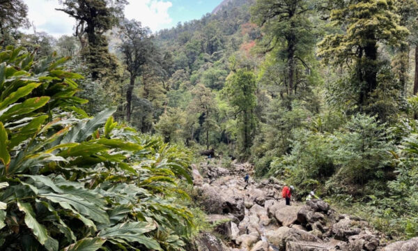 Nature in Hoang Lien National Park.