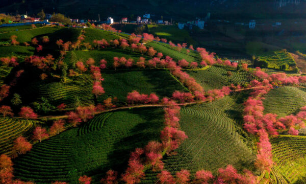 O Quy Ho Tea Hill.