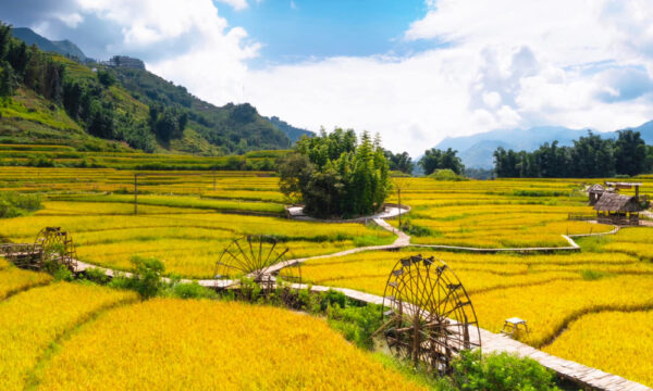 Terraced fields in Cat Cat Village.