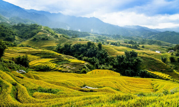 Harvest season in Ban Ho, Sapa.