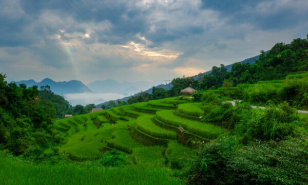 Terraced fields in Khuoi My Village.