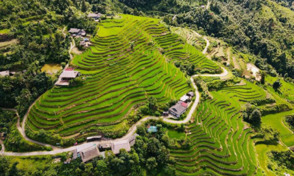 Terraced fields in Khuoi My Village.