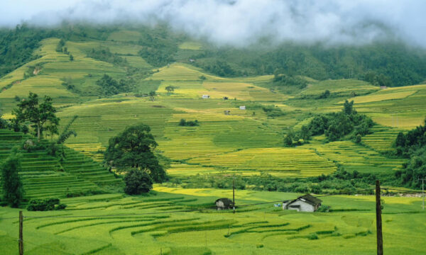 Green rice terraces in Nam Cang Village, Sapa.