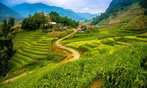 Overview of Cat Cat Village terraced rice fields.