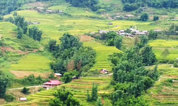 Sin Chai terraced rice fields.