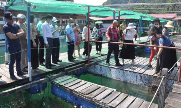 Farming area in Tung Sau Pearl Farm.