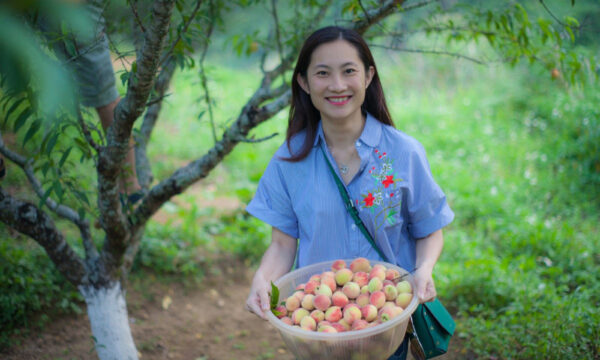 Picking peaches in Ta Phin Village.