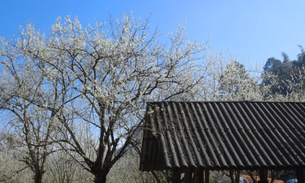 Plum blossoms in Lao Chai - Ta Van Villages.