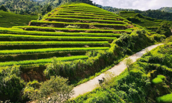 Terraced fields in Khuoi My Village.