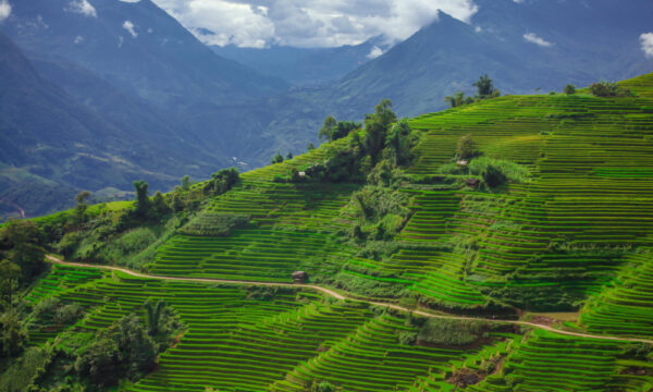 Green rice terraces in Nam Cang Village, Sapa.