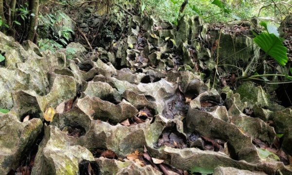 Rock formations of Cat Ba National Park.