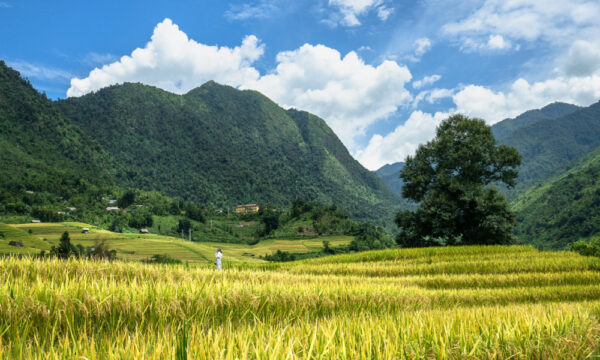 Golden rice fields in Nam Cang Village.