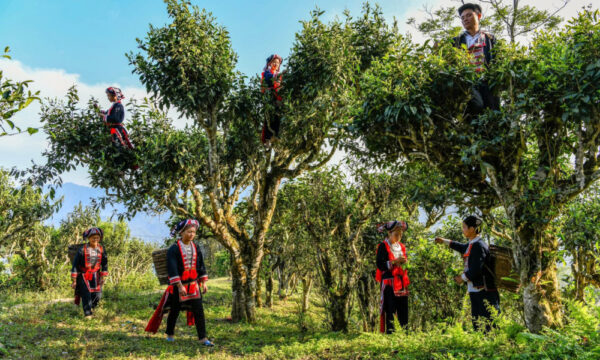 Shan Tuyet trees in Khuoi My Village.