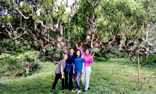 Shan Tuyet trees in Khuoi My Village.